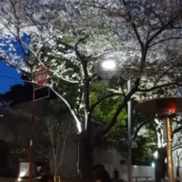 夜桜