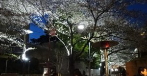 夜桜