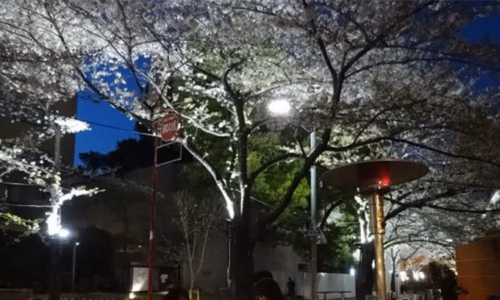 夜桜